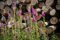 Foxglove in front of a pile of cut tree trunks