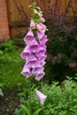 Foxglove. One beautiful purple flower after rain in the garden. Digitalis purpurea Royalty Free Stock Photo