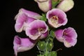 Foxglove pink flowers on black Royalty Free Stock Photo