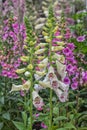 Foxglove Pink Panther, a great addition to the perennial border