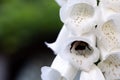 Foxglove, a popular garden plant with bell-shaped flowers. Closeup of a digitalis stem with many flowers