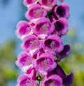 Foxglove purple is  flowering plant close-up from below against the sky Royalty Free Stock Photo