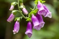 Foxglove and raindrops