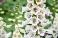 Foxglove