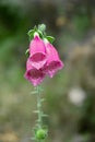 Foxglove Triplets Bloom During Spring in Scotland