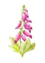 Foxglove in watercolor, hand-drawn illustration