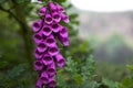 Foxglove wildflower Royalty Free Stock Photo