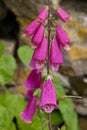 Foxgloves