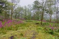 Foxgloves on Dartmoor National Park, amoung the trees and forests Royalty Free Stock Photo