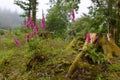 Foxgloves on Dartmoor National Park, amoung the trees and forests Royalty Free Stock Photo