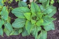 Foxgloves digitalis plant