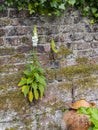 Foxgloves - Digitalis purpurea