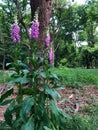 Foxgloves in Epping Forest