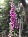 Foxgloves in Epping Forest