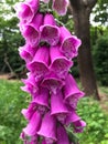 Foxgloves in Epping Forest