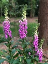 Foxgloves in Epping Forest