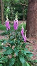 Foxgloves in Epping Forest