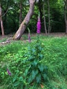 Foxgloves in Epping Forest