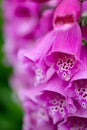 Foxgloves flowers