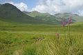 Foxgloves in Glen Shiel Royalty Free Stock Photo