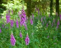 Foxgloves