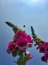 Foxgloves with sky backdrop