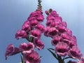 Foxgloves with sky backdrop