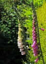 Foxgloves, two, pink and cream, against green conifer.