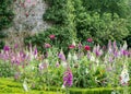 Foxgloves (Digitalis) in the walled flower garden of Rousham Gardens, Oxfordshire