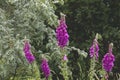Foxglowe flowers blooming in a woodland Royalty Free Stock Photo