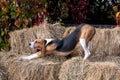 Foxhound beagle dog on the hay stack stretching during sunny day in autumn