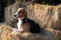 Foxhound beagle dog on the hay stack waiting for parforce hunting during sunny day in autumn