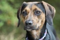 Foxhound and Coonhound mixed breed dog outside on leash