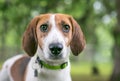 A Foxhound mixed breed dog wearing a collar and tags