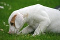 FoxHound Pup Royalty Free Stock Photo