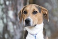 Foxhound Treeing Walker Coonhound hound dog with floppy ears
