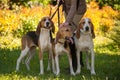 Foxhounds beagles on leads waiting for parforce hunting during sunny day in autumn