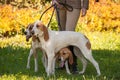 Foxhounds beagles on leads waiting for parforce hunting during sunny day in autumn