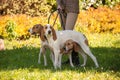 Foxhounds beagles on leads waiting for parforce hunting during sunny day in autumn