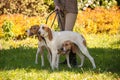 Foxhounds beagles on leads waiting for parforce hunting during sunny day in autumn