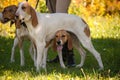 Foxhounds beagles on leads waiting for parforce hunting during sunny day in autumn