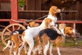 Foxhounds on leads waiting for parforce hunting