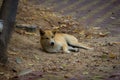 Foxlike homeless puppy Royalty Free Stock Photo