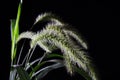 Foxtail Royalty Free Stock Photo
