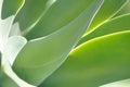 Foxtail Agave green succulent plant