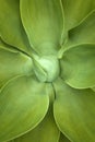 Foxtail Agave attenuata detail Royalty Free Stock Photo