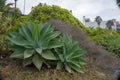 Foxtail Agave or Agave attenuata in La Caleta de Interian, Tenerife, Canary Islands, Spain Royalty Free Stock Photo