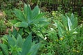 FOXTAIL AGAVE AND GREEN VEGETATION IN GARDEN