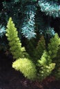 Foxtail Asparagus Fern blended with artificial Christmas tree in Los Angelas garden