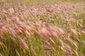 Foxtail Barley Royalty Free Stock Photo